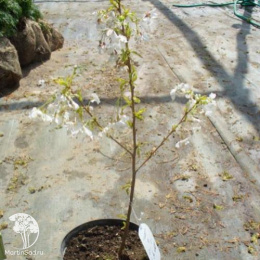 Вишня ниппонская Бриллант на штамбе