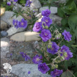 Герань луговая Пленум Виолацеум