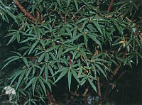 Клён пятилистный