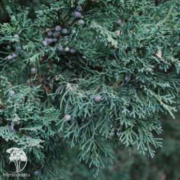 Можжевельник китайский Айова