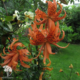 Лилия Флоре Плено