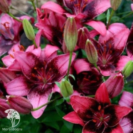 Лилия Пёпл Дрим