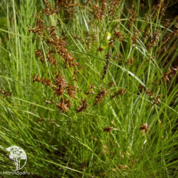 Осока Дэвелла