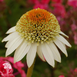 Эхинацея Милкшейк