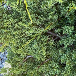 Можжевельник китайский Шимпаку