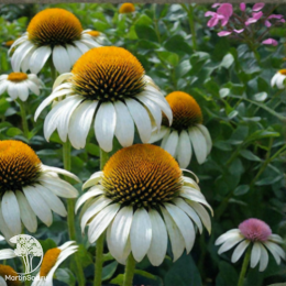 Эхинацея пурпурная Хеппи Стар