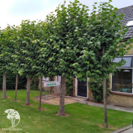 Липа мелколистная Грин Глоб на штамбе