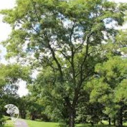 Робиния лжеакация