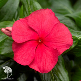 Барвинок Черри Джус F1