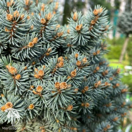 Ель колючая Брунек на штамбе