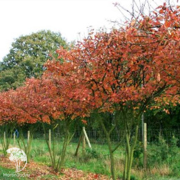 Ирга Ламарка с формой кроны "Крыша"