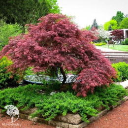 Клён веерный Тамукэяма