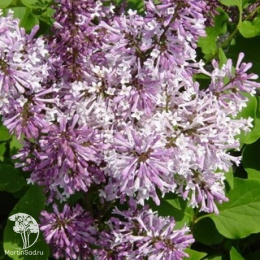 Сирень раскидистая Мисс Ким на штамбе