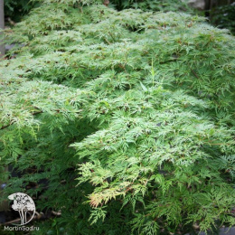 Клён веерный Эмеральд Лэйс