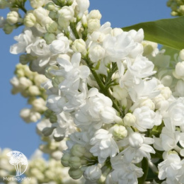 Сирень обыкновенная Эллен Уиллмотт