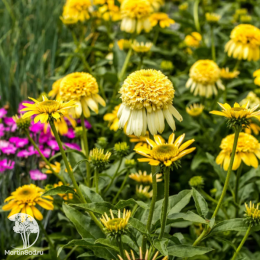 Эхинацея Лемон Дроп