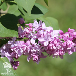 Сирень обыкновенная Богдан Хмельницкий