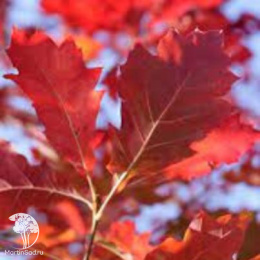 Дуб красный Эвенли Голд на штамбе