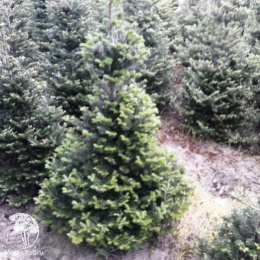 Пихта корейская