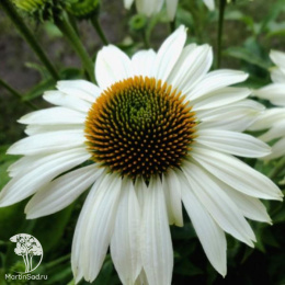 Эхинацея пурпурная Примадонна Вайт