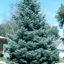 Пихта одноцветная