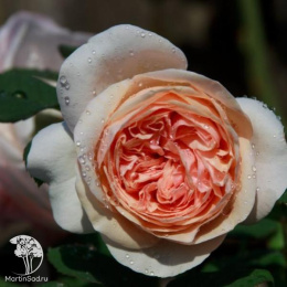 Роза английская Клер Роуз