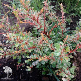 Барбарис тунберга Наташа