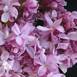 Сирень обыкновенная Богдан Хмельницкий