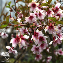 Вишня японская Фебрари Ред