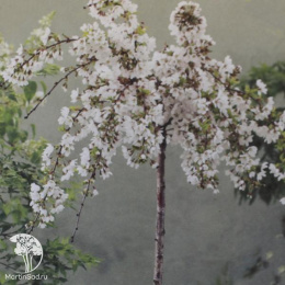 Вишня ранняя Фрилли Фрок на штамбе