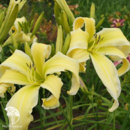 Лилейник Хэвентли Флайт оф Энджел