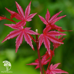 Клён веерный Бени Майко