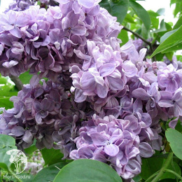 Сирень обыкновенная Маршал Ланн на штамбе