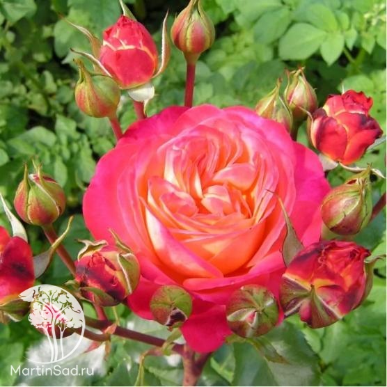 WEB САД - Архив форума - Лепестки отцветших роз