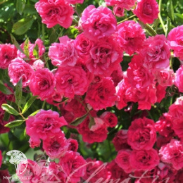 Роза плетистая Супер Эксельза на штамбе