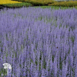 Перовския Лейси Блю