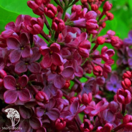 Сирень обыкновенная Знамя Ленина на штамбе