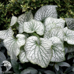 Бруннера крупнолистная Александерс Грейт