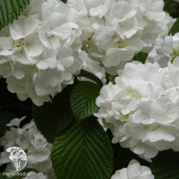 Калина складчатая Попкорн