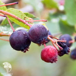 Ирга канадская Принцесса Диана