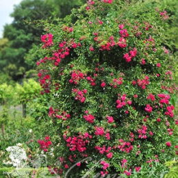 Роза плетистая Супер Эксельза на штамбе