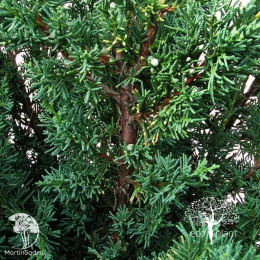 Можжевельник китайский Блаув