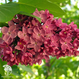 Сирень обыкновенная Красная Москва