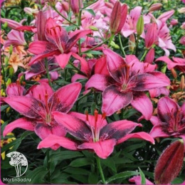 Лилия Пёпл Дрим