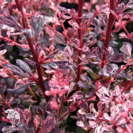 Барбарис тунберга Арлекин