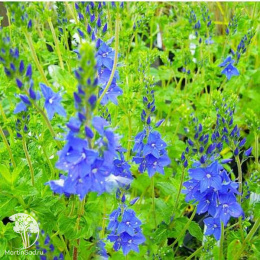 Вероника дубравная Роял Блю