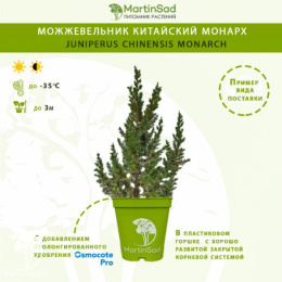 Можжевельник китайский Монарх