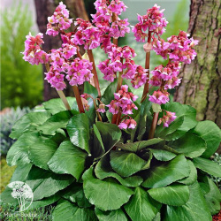 Бадан Сердцелистный