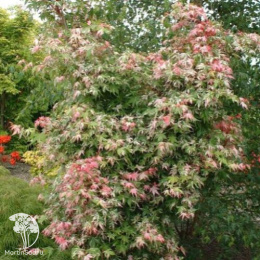 Клён веерный Асахи Зуру