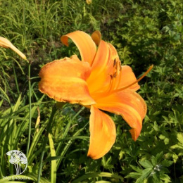 Лилейник Джин